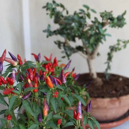 Casa Uzzo Hébergement de vacances Noto